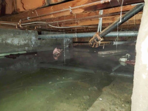 Best Water damage mitigation services  in St Marys, WV